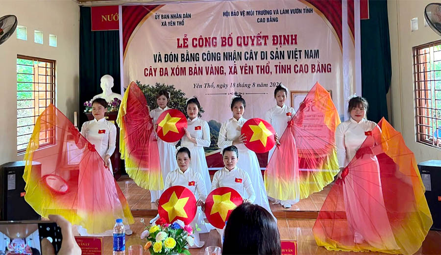 Cao[-]Bằng:[-]C&ocirc;ng[-]nhận[-]c&acirc;y[-]Đa[-]x&oacute;m[-]Bản[-]V&agrave;ng,[-]x&atilde;[-]Y&ecirc;n[-]Thổ[-]l&agrave;[-]C&acirc;y[-]Di[-]sản[-]Việt[-]Nam
